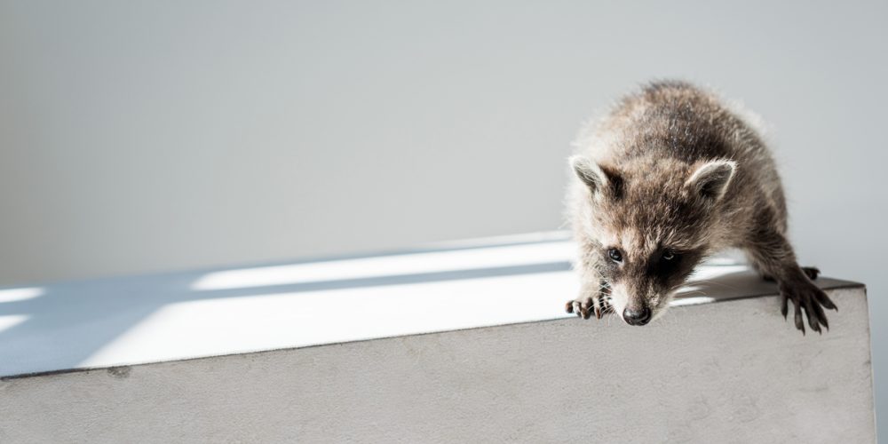 Prevent A Pest Infestation Of An Outdoor Dumpster
