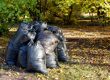 How To Dispose Of Yard Waste